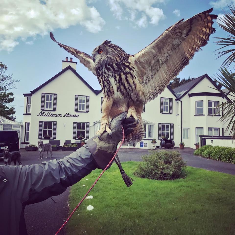 Milltown House Dingle Otel Dış mekan fotoğraf